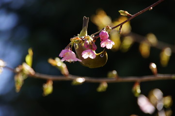 河津桜とメジロ