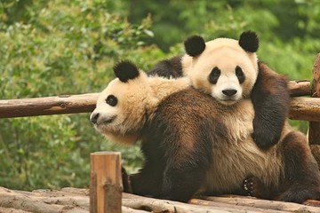 Giant Chinese panda bears playing on top of a wood and bamboo structure with green trees in background © Andrew