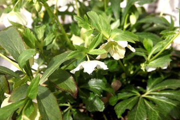 Close up of a Hellebore plant with white flowers