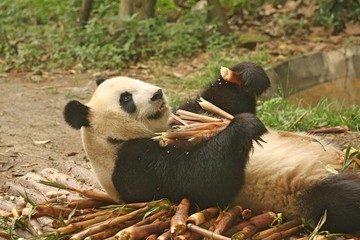 Panda bear lying down and eating bamboo surrounded by discarded bamboo husks with green trees in background