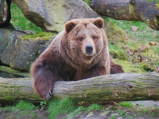 Fototapeta na wymiar Grizzly bear laying among rocks
