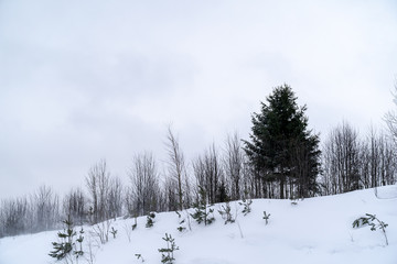 Snowy landscape with forest and clouds