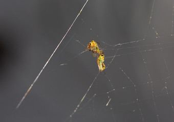 spiders web death trap