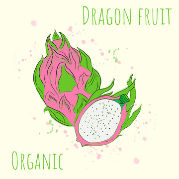  Vector illustration with the image of dragon fruit , watercolor blots .