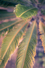 Fern tree leaves in an outdoor garden - good for textured background use with copy space. 
