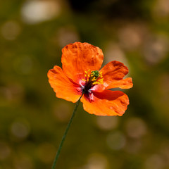 Fototapeta premium Tiempo de amapolas