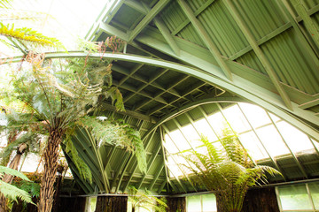 Tropical greenhouse glasshouse sunny interior full of lush green plants. Modern interior architecture. Natural design. Indoor decorative plants. Botanical garden.