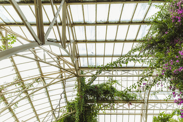 Tropical greenhouse glasshouse sunny interior full of lush green plants. Modern interior architecture. Natural design. Indoor decorative plants. Botanical garden.