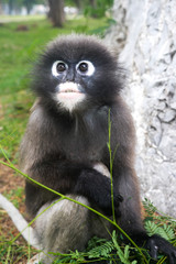 Obraz premium Dusky leaf langur monkey