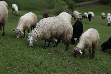 Obraz na płótnie Canvas herd of sheep in green meadow. artvin/turkey