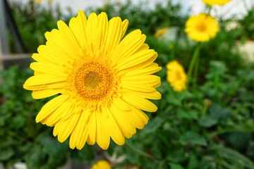 yellow flowers in the garden