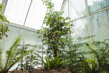 Tropical greenhouse glasshouse sunny interior full of lush green plants. Modern interior architecture. Natural design. Indoor decorative plants. Botanical garden.