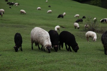 Fototapeta premium herd of sheep in green meadow. artvin/turkey