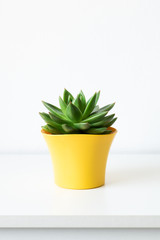 Succulent plant in bright yellow flower pot against white wall. House plant on white shelf with copy space.