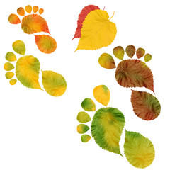 Footprint of a human bare foot made of live multicolored fall leaves. Way to Mother nature survival. Ecology and environmental protection. Isolated on white
