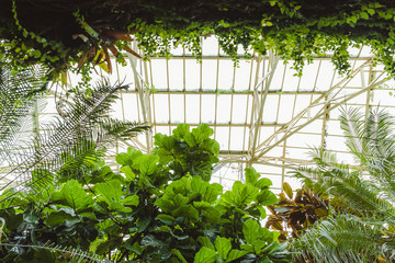 Fototapeta na wymiar Tropical greenhouse glasshouse sunny interior full of lush green plants. Modern interior architecture. Natural design. Indoor decorative plants. Botanical garden.