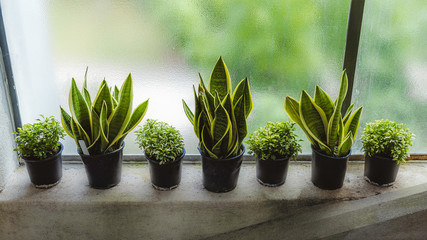 Tropical greenhouse glasshouse sunny interior full of lush green plants. Modern interior architecture. Natural design. Indoor decorative plants. Botanical garden.