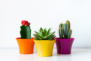 Various flowering cactus and succulent plants in bright colorful flower pots against white wall. House plants on white shelf.