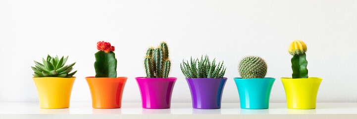 Divers cactus en fleurs et plantes succulentes dans des pots de fleurs aux couleurs vives d& 39 affilée contre un mur blanc. Plantes d& 39 intérieur sur une bannière web panoramique sur étagère blanche.