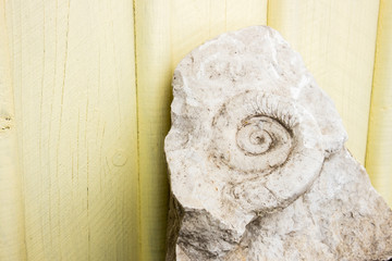 Extinct fossilized prehistoric spiral snail(Ammonites or Ammonoidea) in limestone from Jurassic Period.