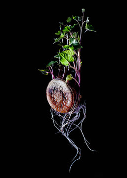 planta