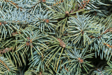 Fir tree branches pattern  Young fir twigs