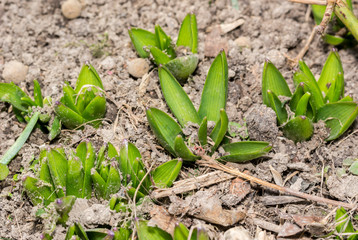 Hyacinth plants that sprouted out of the ground.