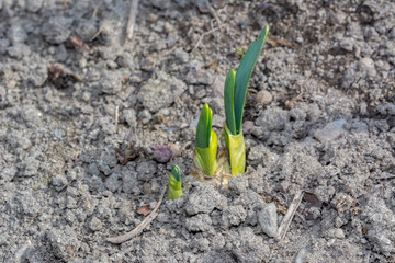 Young green onion sprouted on the field New life cycle