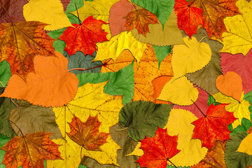 Naklejka na ściany i meble Autumn marvelous colorful leaves background