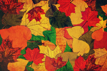 Autumn marvelous colorful leaves background