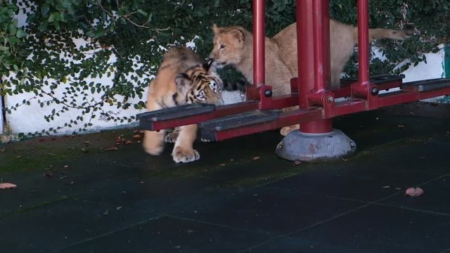 Lion cub and tiger cub playing on the court. Sochi Zoo. Wild animals in captivity. Circus.