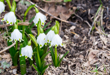 Snowdrop in forest. Spring nature composition, Galanthis in early spring