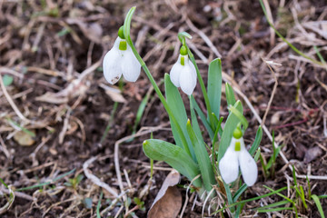 Snowdrop in forest. Spring nature composition, Galanthis in early spring