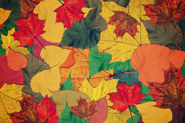Autumn marvelous colorful leaves background