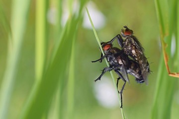 Two copulating flies, Sarcophaga Carnaria