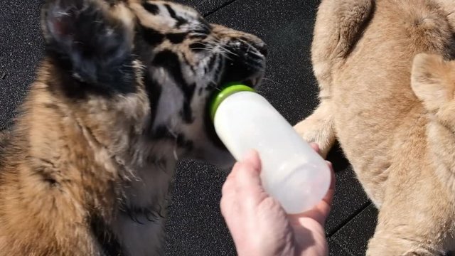 Feeding two small lion and tiger cubs with a bottle of goat's milk