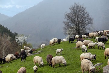 Fototapeta premium herd of sheep in green meadow. artvin/turkey