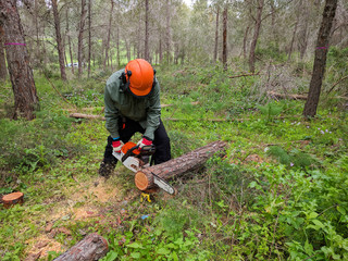Lumberjack cutting down tree with chainsaw. Sawing a pine with timber damaged by bark beetles. Forestry pest control Nature, people and environmental protection