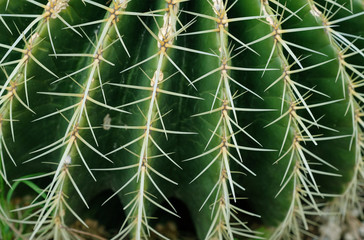 cactus thorn texture background