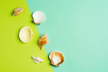 Summer holiday background, seashells on turquoise and green background. Sea souvenirs. Summer concept. Flat lay, top view, copy space.