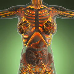 science anatomy of human body in x-ray with glow blood vessels
