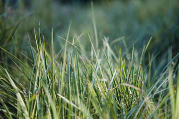 green grass selective focus