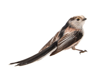 Long-tailed tit, Aegithalos caudatus, isolated on white background