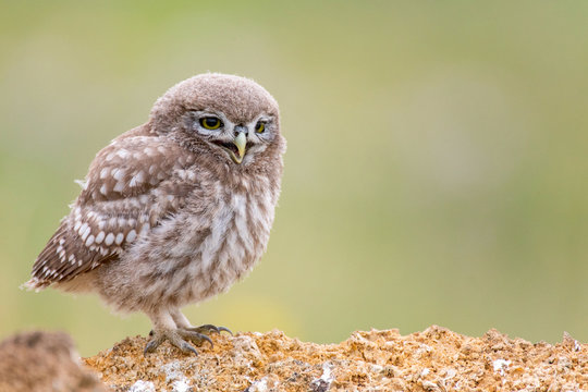 Little owl, Athene noctua, sitting on a stone. Young bird.