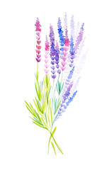 Watercolor illustration of lavender flowers. Isolated on white background