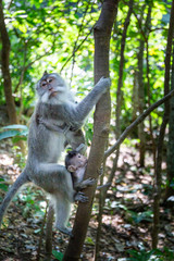 Affenfamilie im Wald in Ubud