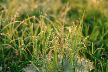 Dew on the grass.