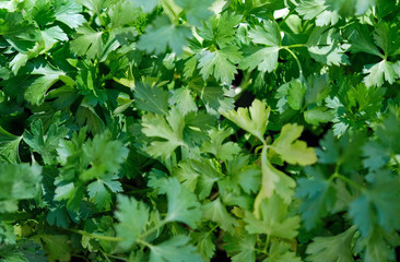 Fresh parsley