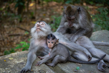 Affenfamilie im Wald in Ubud