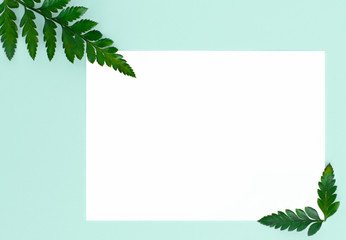 flatley on turquoise background with white paper sheet for text and fern leaves,  top view, space for text, copy space,